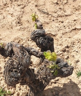Imagen secundaria 2 - Arriba, las vides de Nicolás Aldea, mermadas por el conejo; abajo, izquierda, daños en una finca de Córdoba; derecha, daños en las vides de Álvaro Díaz-Maroto