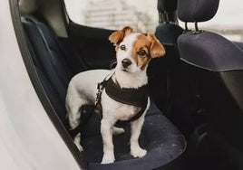 Lo que hay que usar, y lo que no, a la hora de llevar a nuestra mascota en el coche