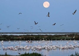 Las espectaculares imágenes de la luna de fresa sobre el Parque de Doñana